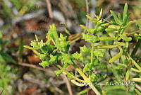 JF078 0059 Batis maritima.jpg