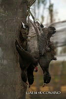 3R 01409 Fulica americana.jpg