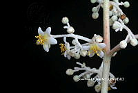 ME010 JA 00645 Saurauia.JPG