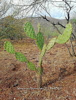 RG016 0441 Opuntia atropes.jpg