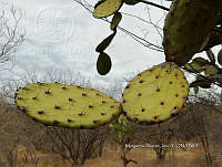 RG016 0474 Opuntia lasiacantha.jpg