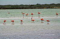 FBA0932 Phoenicopterus ruber.jpg