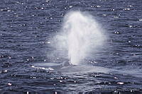 ELC0002 Balaenoptera musculus.jpg