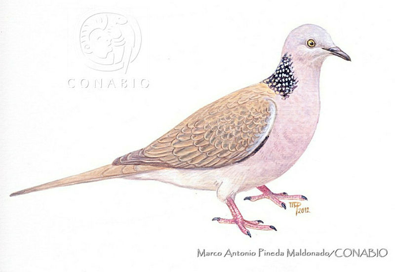 MAPM1182%20Streptopelia%20chinensis.jpg.qyeEwbj1MXmb7WthQA3g0JtbmFja29CbnFuZ3NAbXJ6LGtwZwA.PI4RCGK5A3
