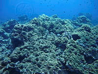 VDLCF1357 Orbicella faveolata.jpg