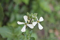 RBB0223 Eruca vesicaria sativa.tif