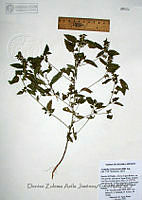 DZAJ207 Acalypha neomexicana.JPG