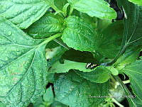 SG002 0126 Zygogramma signatipennis.jpg