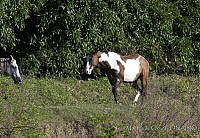 IMDOC0543 Equus caballus.jpg