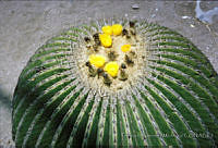 FGM2170 Echinocactus platyacanthus.JPG