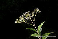 JDA D 00564 Ageratina ligustrina.jpg