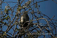 IMDOC3868 Toxostoma curvirostre.jpg
