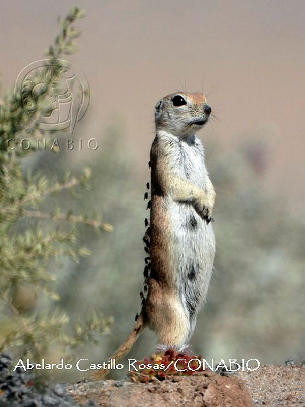 MN6F0229%20Xerospermophilus%20tereticaudus.jpg.4yeUkur0MckRMYljQA3g0JtbmFja29CbnFuZ3NAbXJ6LGtwZwA.Psro5BCamk