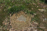 LCF0156 Polyporales.jpg