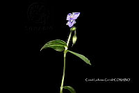 Zongo 0287 Tinantia erecta.jpg