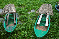 MSO177 Pontederia crassipes.jpg