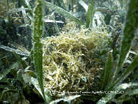 SAFA0064 Thalassia testudinum.JPG