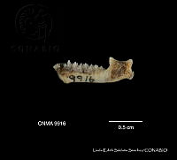 LESS 0447 Lasiurus cinereus cinereus.JPG