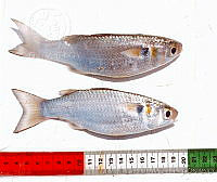 JMHS0024 Mugil trichodon Mugil trichodon.jpg