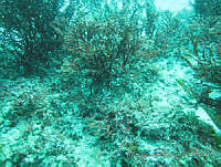 RRR0004 Cryptopleura ruprechtiana.JPG
