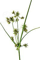JF078 0332 Cyperus compressus.jpg