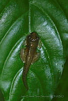 JEPS016 Ptychohyla euthysanota.jpg