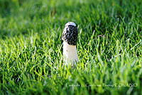 LCF0223 Phallus impudicus.jpg