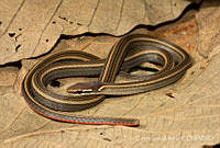 ECA0132 Rhadinaea hesperia.jpg