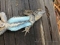 MCS182 Sceloporus anahuacus.JPG