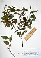 LAC281 Acalypha neomexicana.JPG