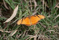 ZAPF0363 Dione juno ssp. huascuma.jpg