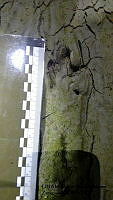 PJ016 0473 Dasypus novemcinctus.JPG