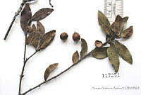 SVA0001 Quercus depressa.JPG