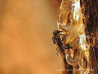 LCA001 Vespidae.jpg