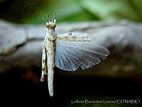 LBL0024 Anconia hebardi.jpg