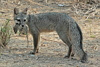 CSGHQ008-160 Urocyon cinereoargenteus.jpg