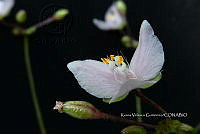 Yolox 2621 Tripogandra amplexicaulis.jpg