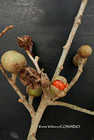 ME010 KV 00915 Guarea glabra Vahl, 1808_.JPG