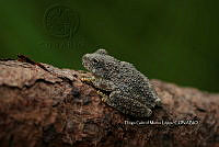 DGM 003 Dryophytes arenicolor.jpg