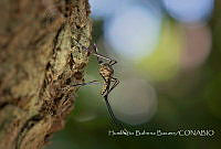 HBB005 Toxorhynchites moctezuma.jpg