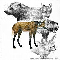 MAPM0423 Canidae.jpg