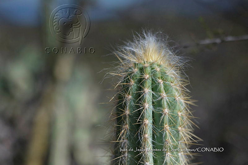 IMDOC%204796%20Pilosocereus%20chrysacanthus.jpg.nyed5Zr7MXmpSZ1jQA3g0JtbmFja29CbnFuZ3NAbXJ6LGtwZwA.79Xgj8v5OC