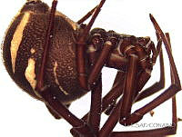 ESAP030 Latrodectus mactans.jpg