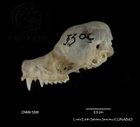 LESS 0349 Pteronotus parnellii ssp. mexicanus.JPG