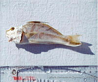JMHS0021 Menticirrhus saxatilis Menticirrhus saxatilis.jpg
