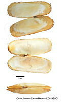 KT014 0371 Tagelus affinis.JPG