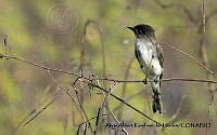 AAKVDH 0297 Sayornis nigricans.JPG