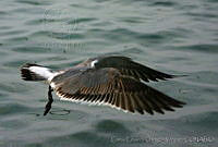 CEOV0113 Leucophaeus atricilla.jpg