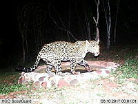 MAGB 0308 Panthera onca.JPG