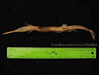 EMDGDJ023-71 Tylosurus exilis.jpg